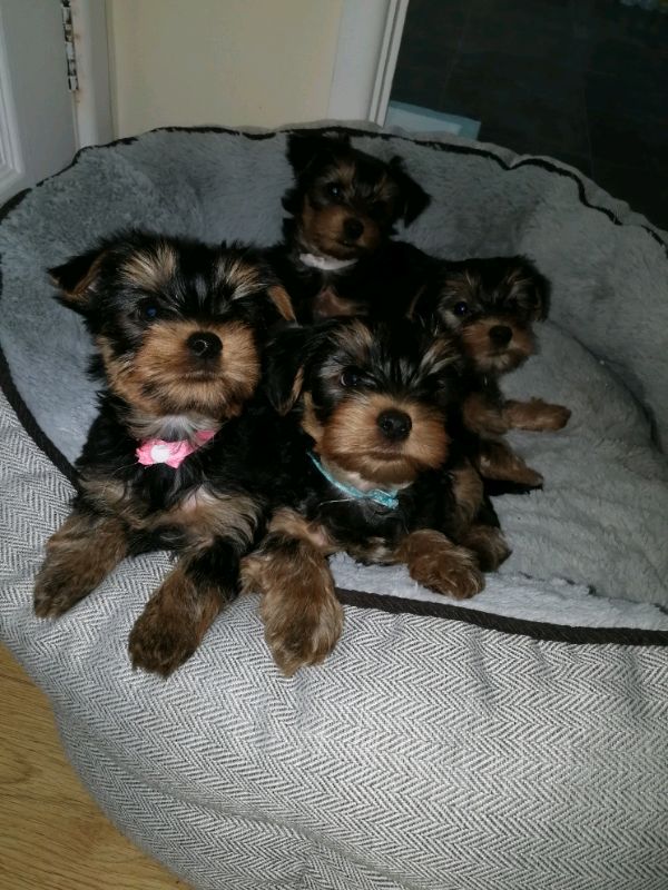 yorkshire terrier puppies for sale gumtree
